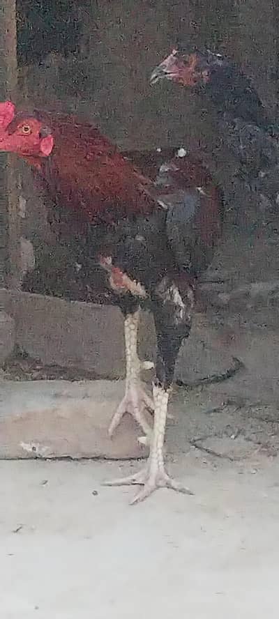pure aseel pair