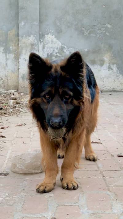 German shepherd for sale
