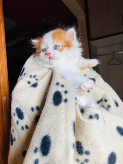  Pure Persian Male Kitten for Sale 