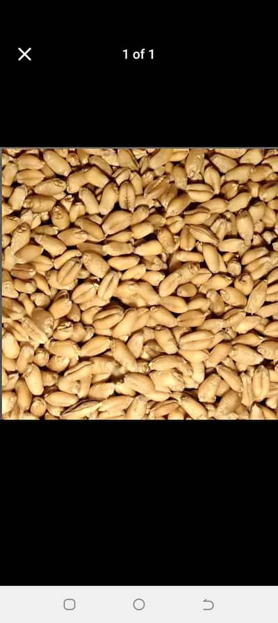 gandum wheat available