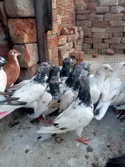 other pigeon 20 WhatsApp 03106801352