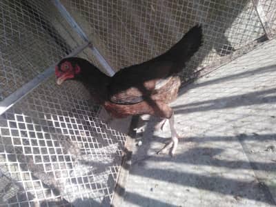 Aseel hen