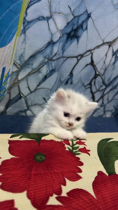 Persian Cat | Kitten | Persian Kittens | Double & Triple Coated | cat