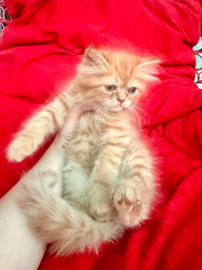 Persian kittens for sale