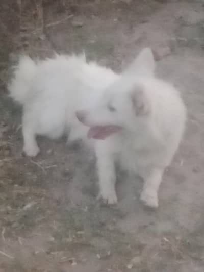 Russian dog for sale