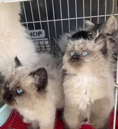 Persian cat triple kot,for sale,my WhatsApp 03481292582