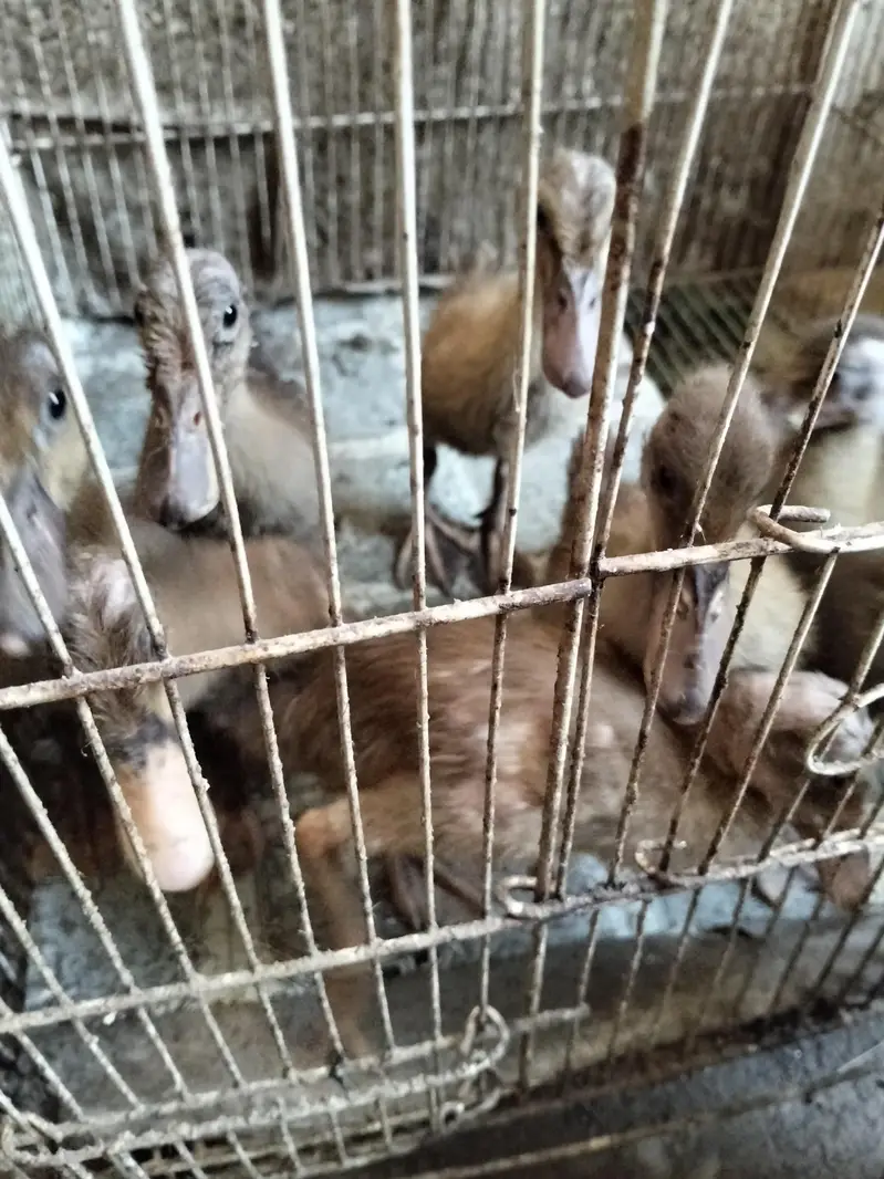 Duck /khaki Campbell/batakh — photo 2