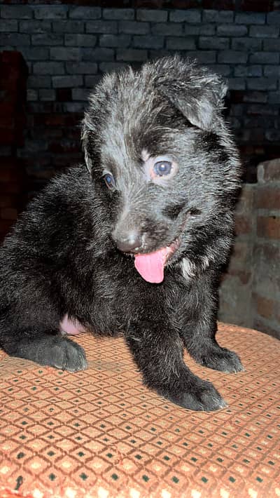 Black Female triple coat champion bloodline