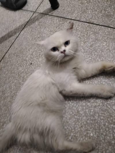 person cat