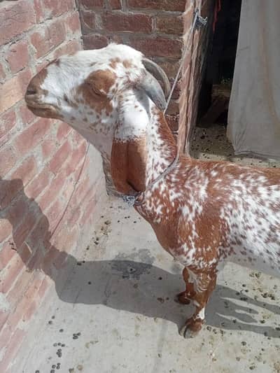 ek bakri sath 3 mah ki leli h