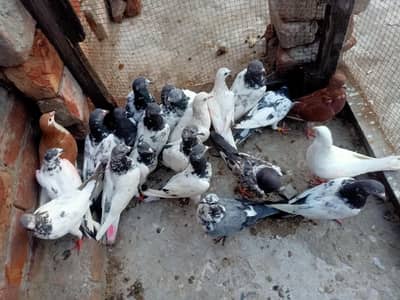 other pigeon other pigeon20 piece 03106801352
