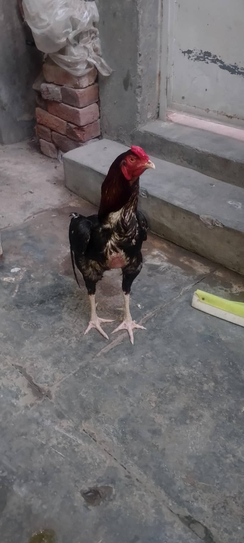 03220426497 0