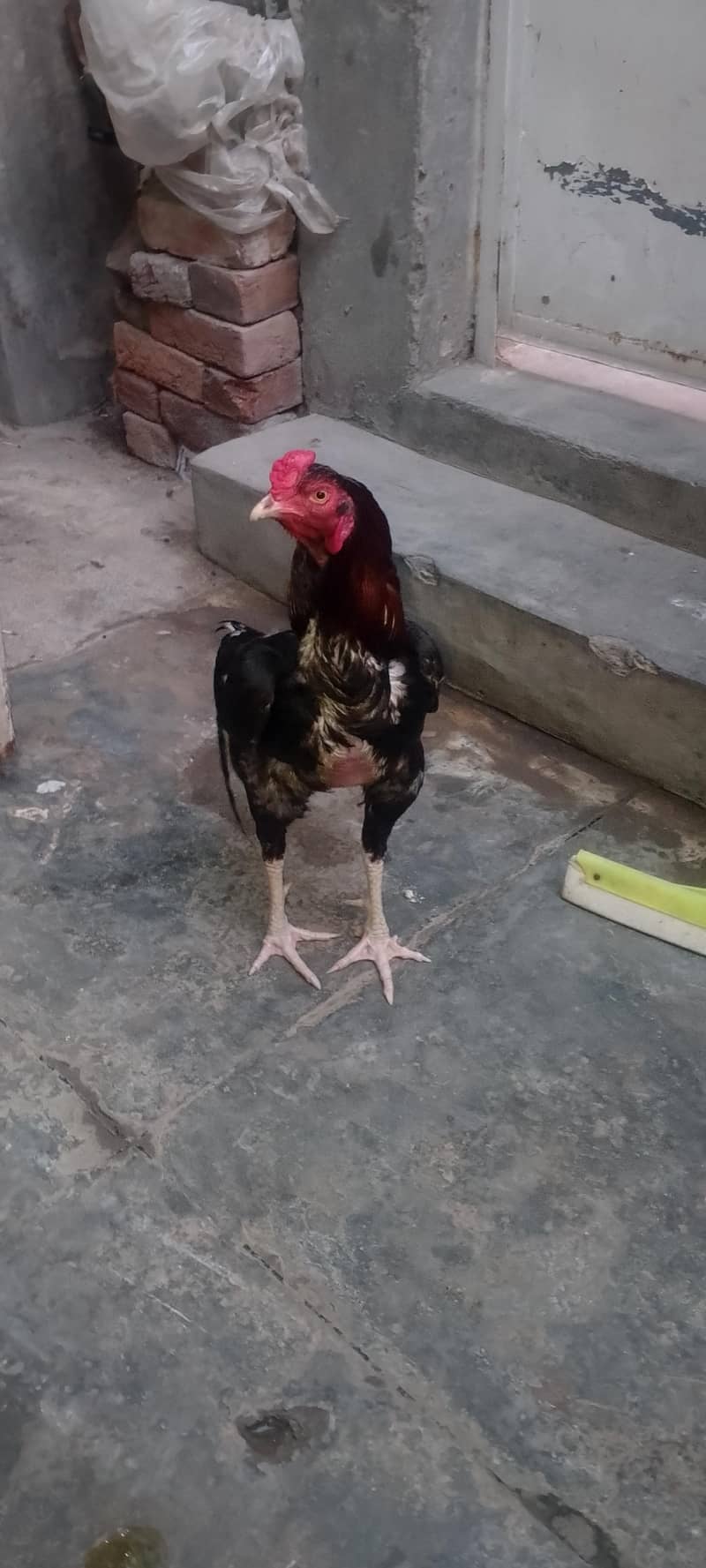 03220426497 1
