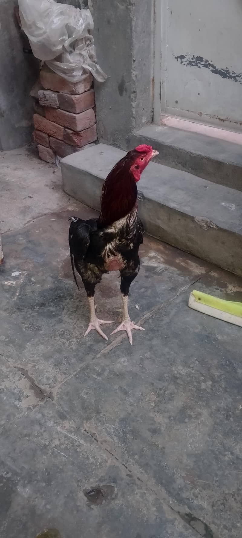 03220426497 2