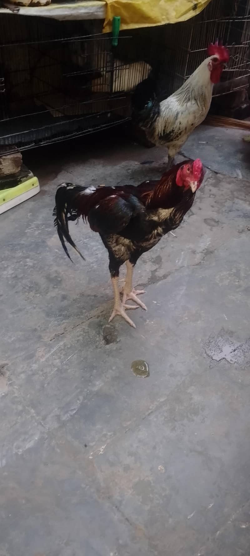 03220426497 3