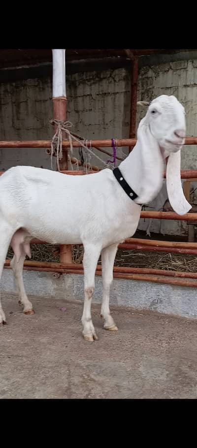 Gulabi Bakri For Sale