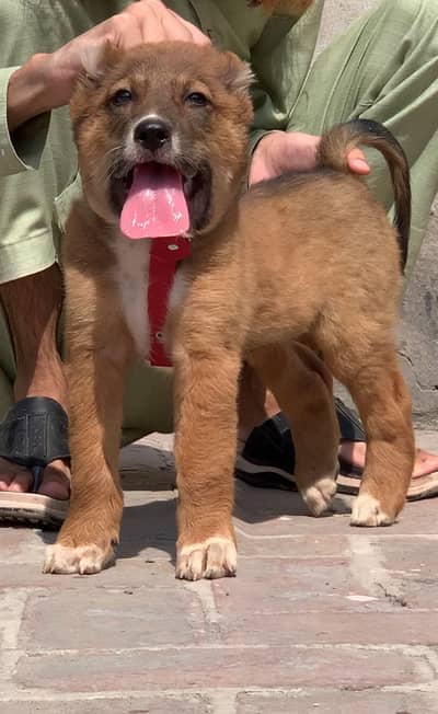 Turkish Kanal dog male female 2 month for sale