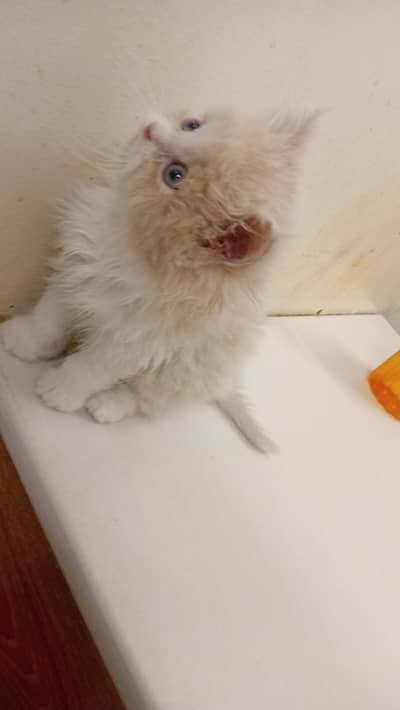 light caramel colored kitten penta coated with lion cutting