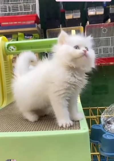 Persian cat triple kot,for sale,my WhatsApp 03481292582