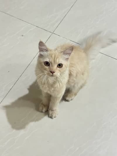6 months old persian Male
