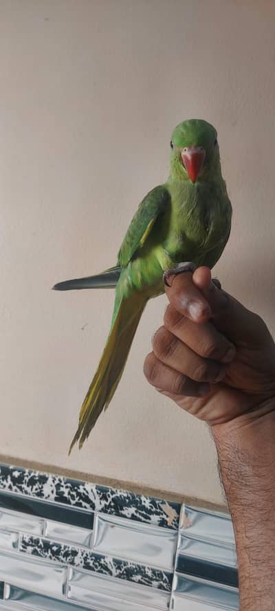 Ringneck chicks