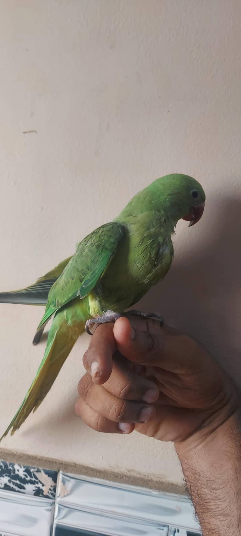 Ringneck chicks 1