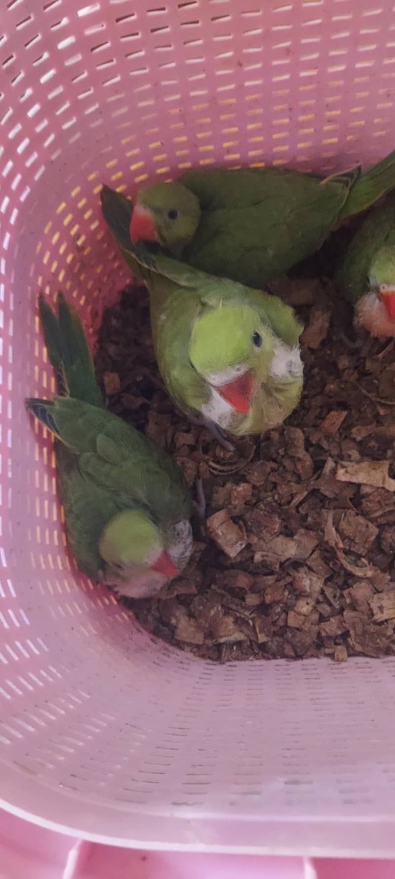 Ringneck chicks 2
