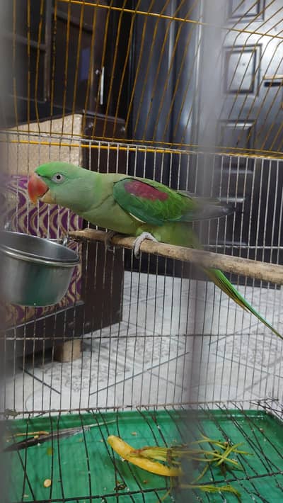 raw parrot female for sale breeder female jumbo size urgent sale