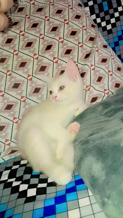 bleed Persian kittens age 2 months 3 male 1 female active and healthy