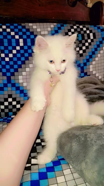 Kittens | Persian Kittens | Triple Coated Kittens | White Kittens
