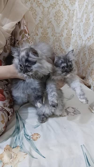 Persian punch face