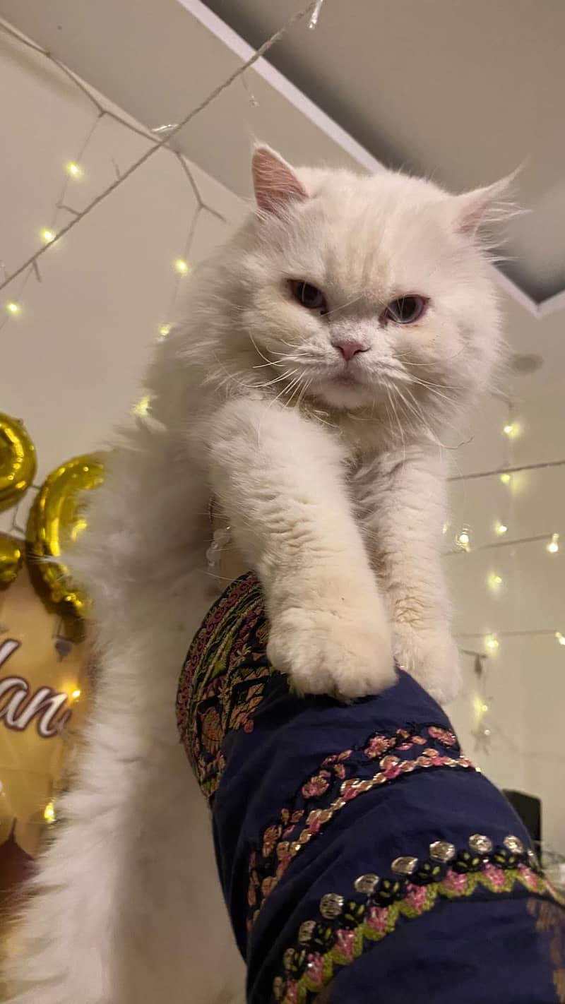 Persian female cat - Cats - 1115125035