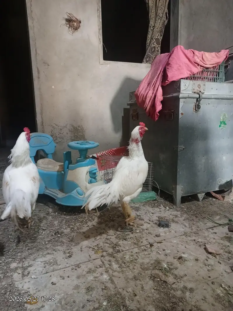 heera murga vip masti k sath — photo 7