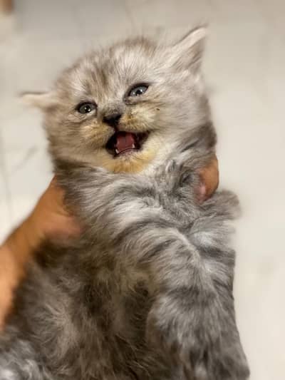 3 kittens for sale