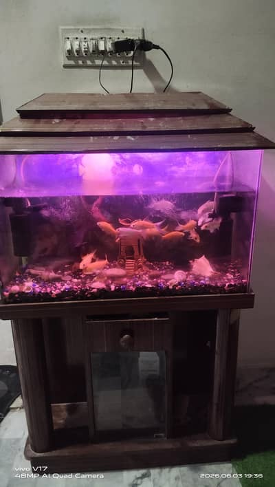 fish aquarium for sale