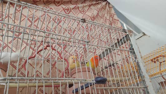 Love Birds Breeder Pair hen 4