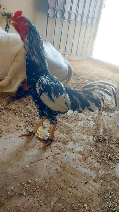 aseel breeder murga for sell 03330203898