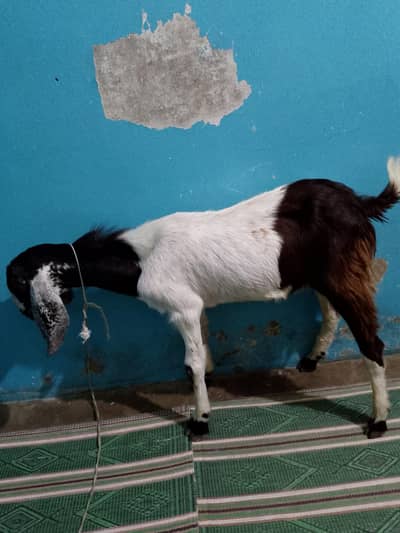 2 Daant/ Bakra/Kamori mix