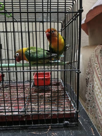 beautiful breeder pair for sale