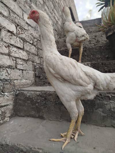 Shamo Murgiyan (Pure Breed) – Healthy & Active | 2 Females for Sale