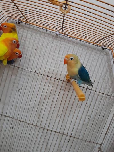Lotino Fishries,Parblue Split Pale Fellow & Incubator