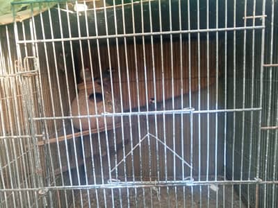african grey jave ka ak pair hai ak mail hai silver ka ak mail hai