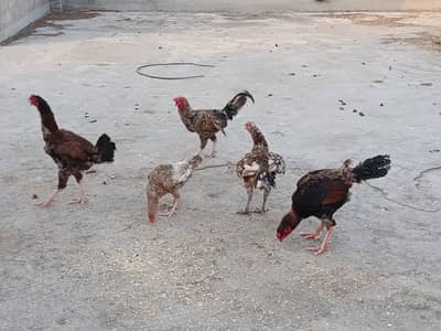 For Sale – Desi Hens & Roosters