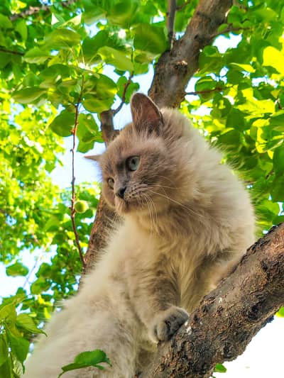 Percion Cats pair
