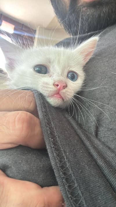 Double coated Persian cats (Adoption)