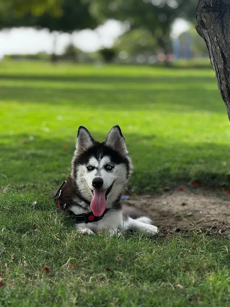 Siberian Husky Female Puppy - Blue Eyes - Vacinated & Documented