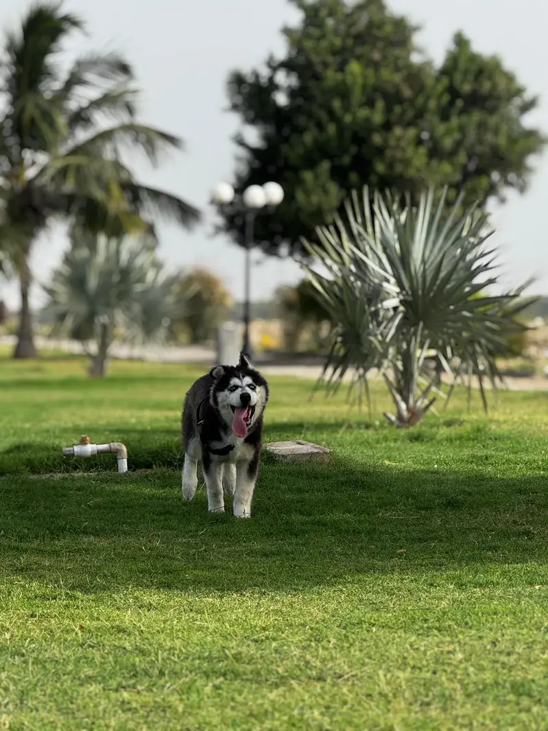 Siberian Husky Female Puppy - Blue Eyes - Vacinated & Documented — photo 2