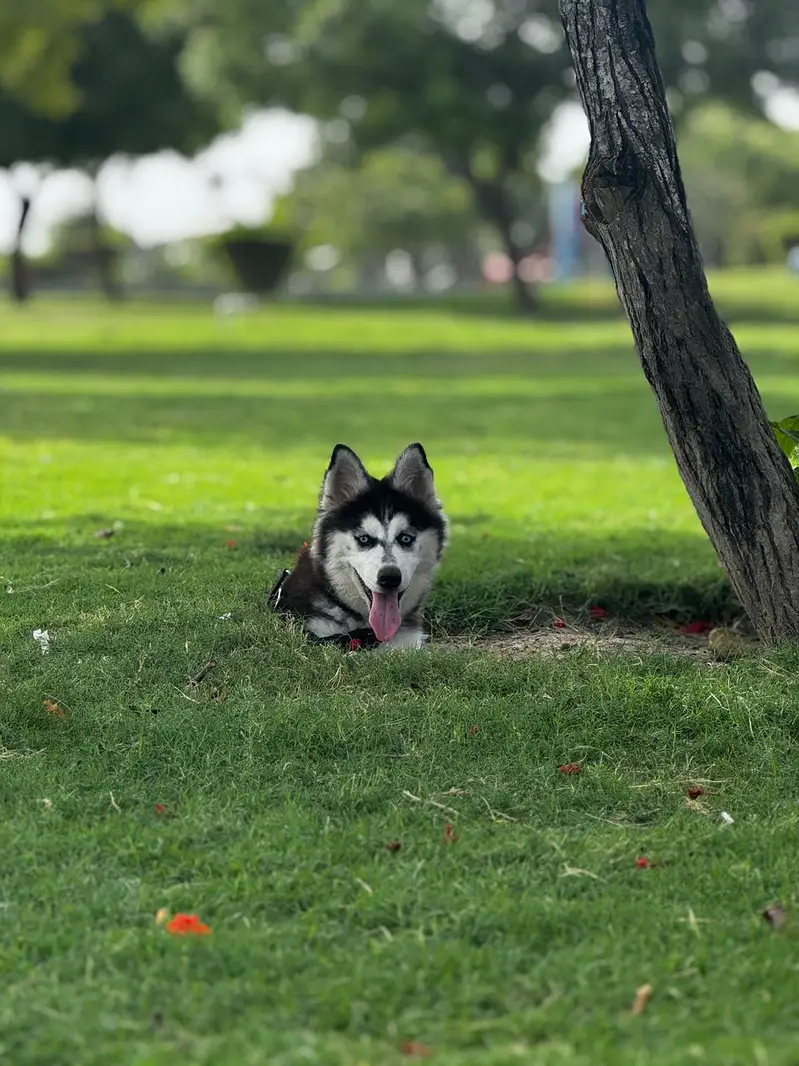 Siberian Husky Female Puppy - Blue Eyes - Vacinated & Documented — photo 6