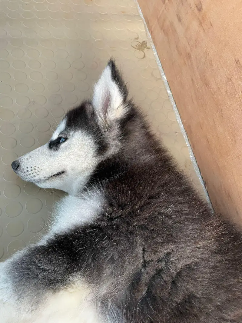 Siberian Husky Female Puppy - Blue Eyes - Vacinated & Documented — photo 7