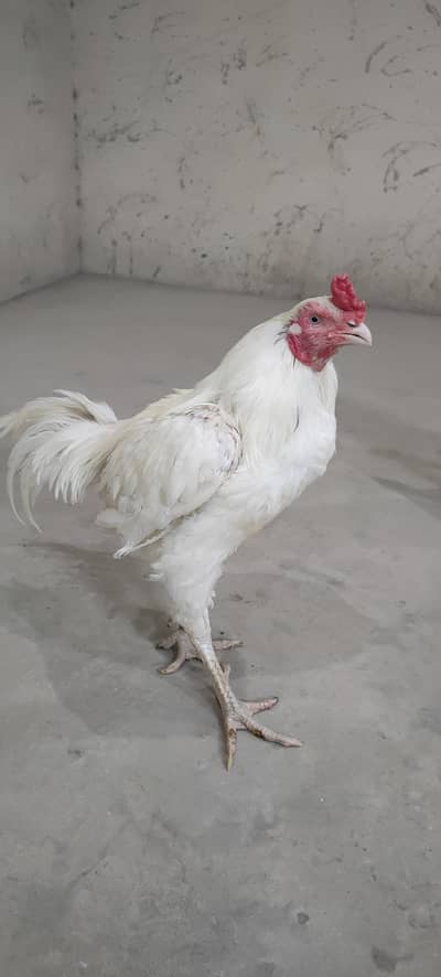 white paper silk virginal